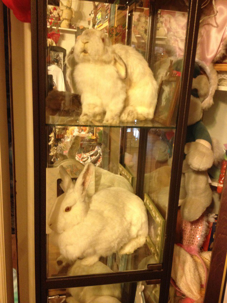 Bunny Museum