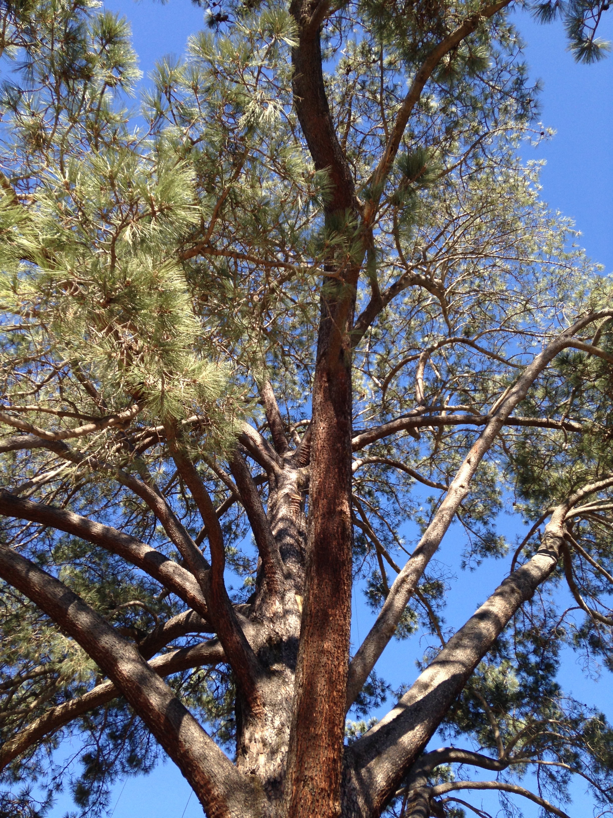 types of pine trees