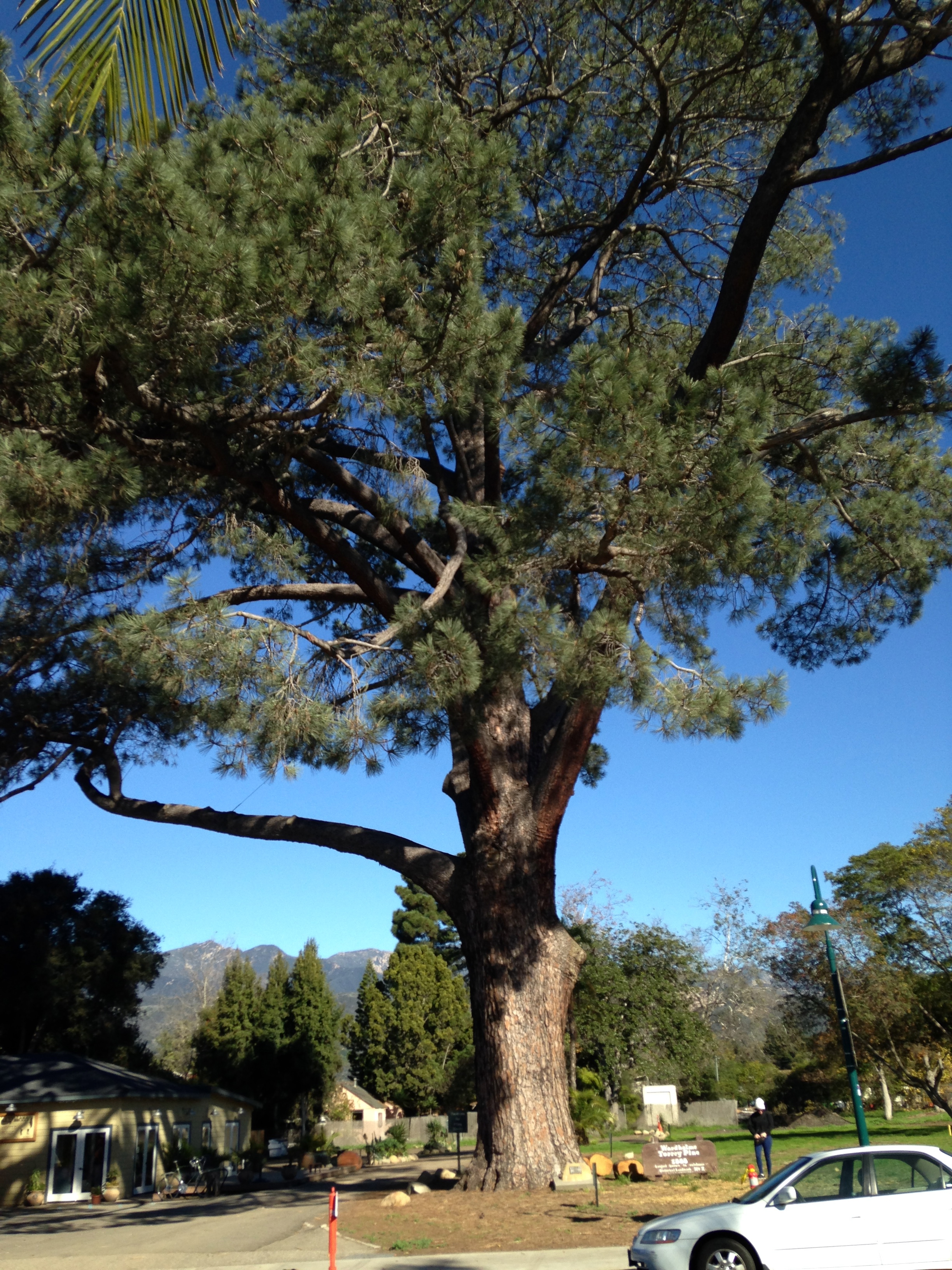 THE WORLD'S LARGEST TORREY PINE: The Tree to End All Trees - California