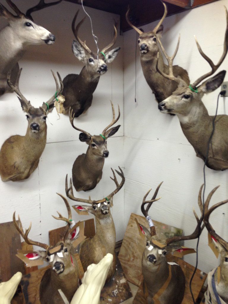 Ojai Taxidermy