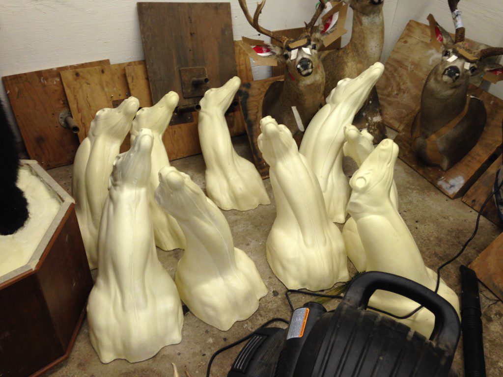 Ojai Taxidermy