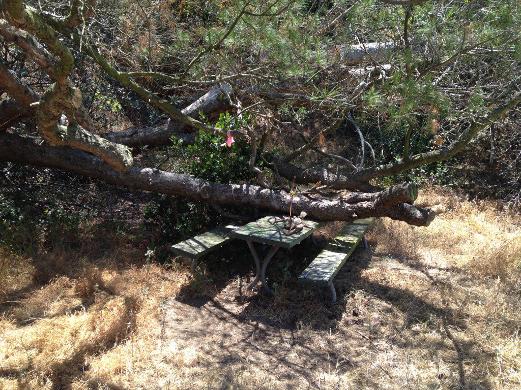 Haunted Picnic Table