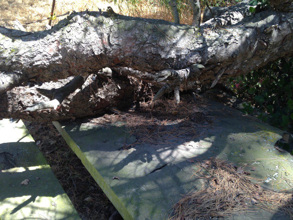 Haunted Picnic Table