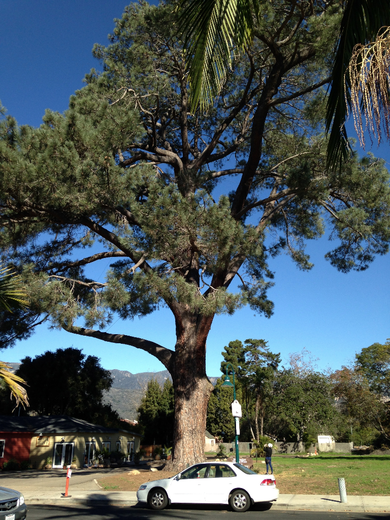 THE WORLD'S LARGEST TORREY PINE: The Tree to End All Trees - California