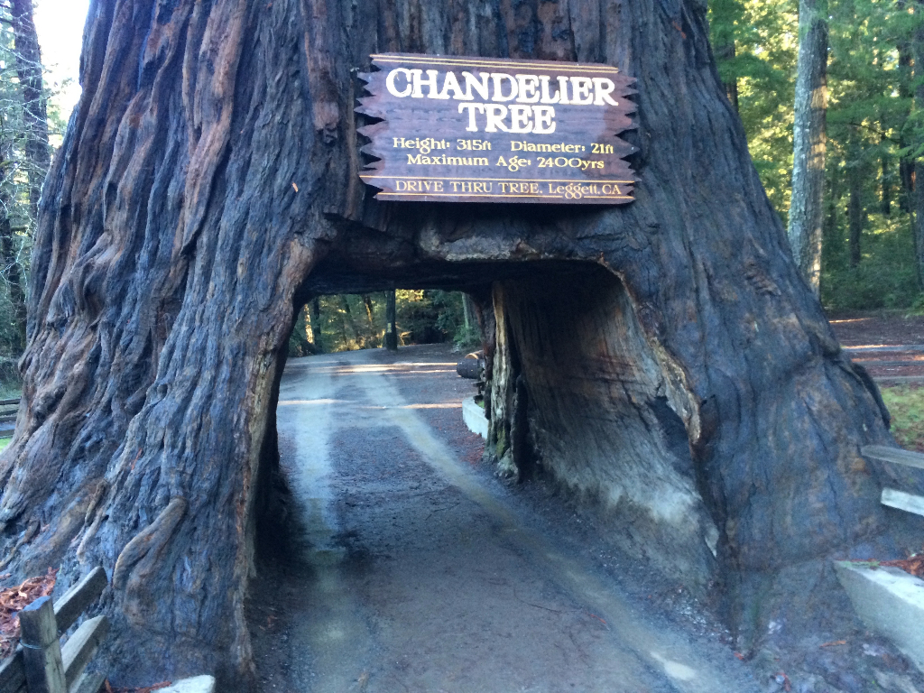 World Famous Chandelier Tree, Chandelier Tree Leggett Cause